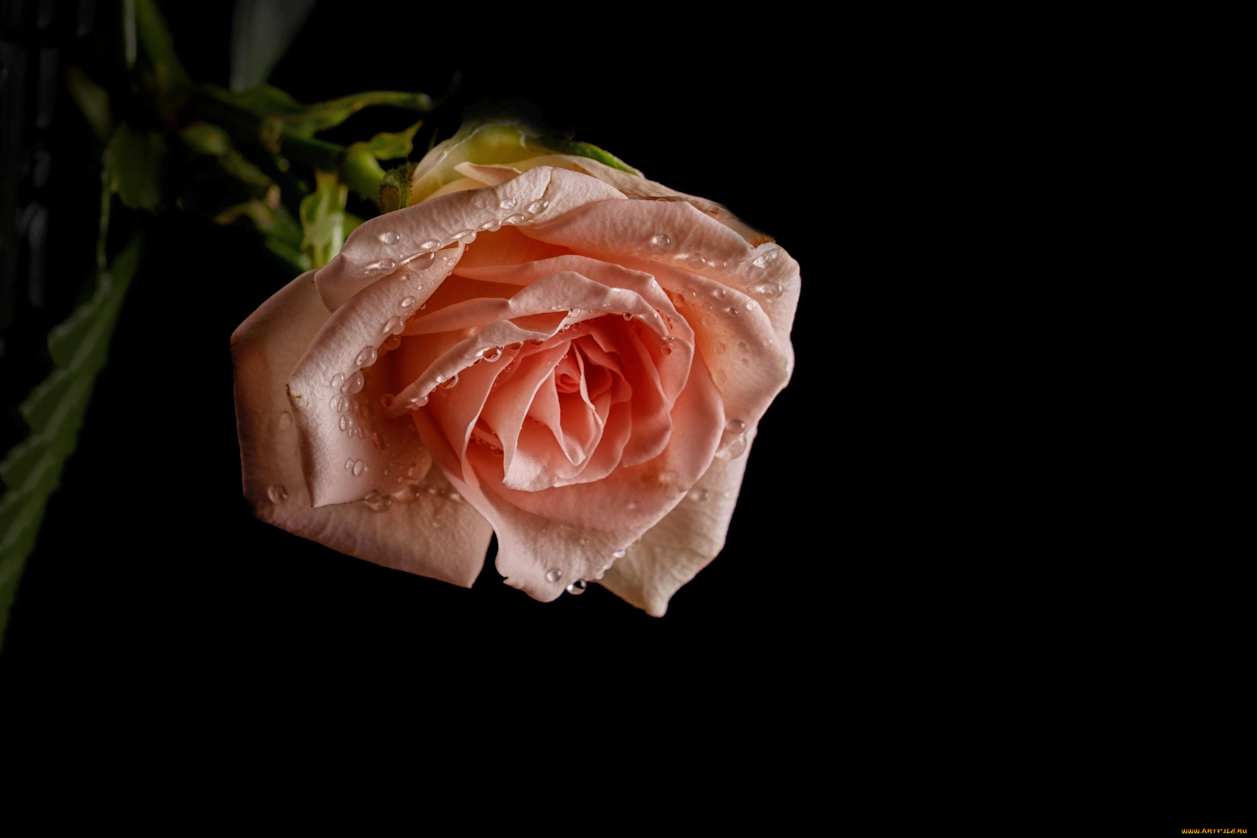 , , leaves, petals, , bud, rose, , , , , blossoms